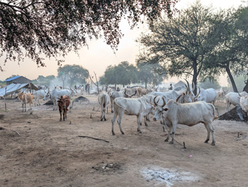 Each animal walks to its assigned tether, Mundari Cattle Camp, 2025 South Sudan