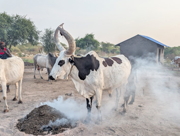 Mundari Cattle Camp, 2025 South Sudan