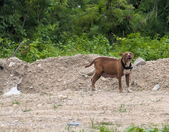 Aggressive dog Defending its home and family, Nauru: Dog Bite, 2026 Pacific Islands, Part 2